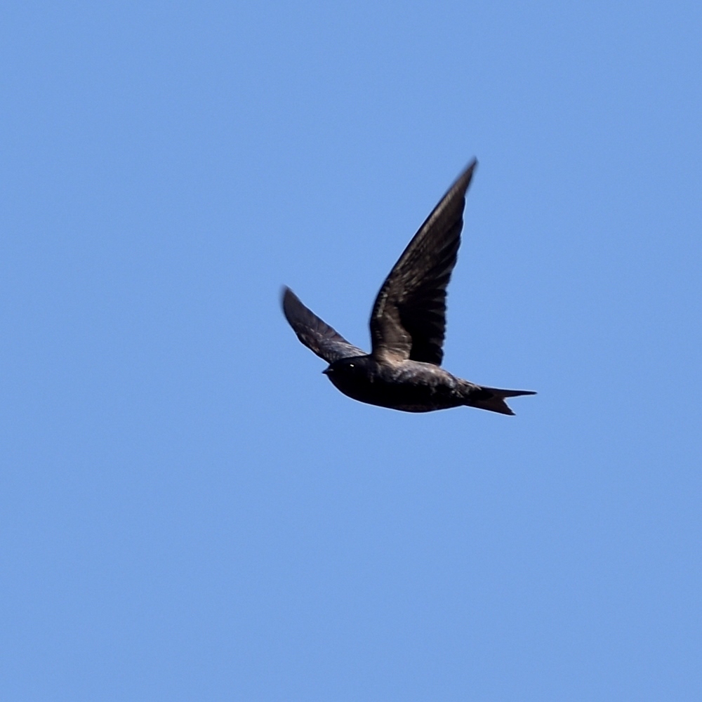 Foto Golondrina Negra