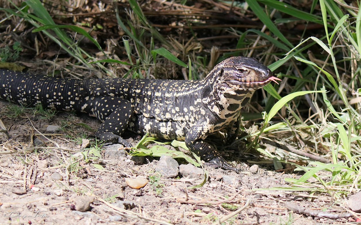 Photo Lagarto Overo