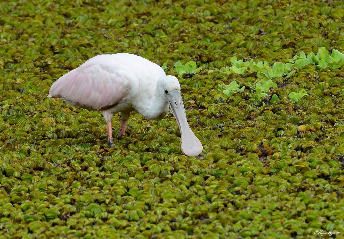 Foto Espátula Rosada
