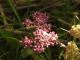 Achillea millefolium