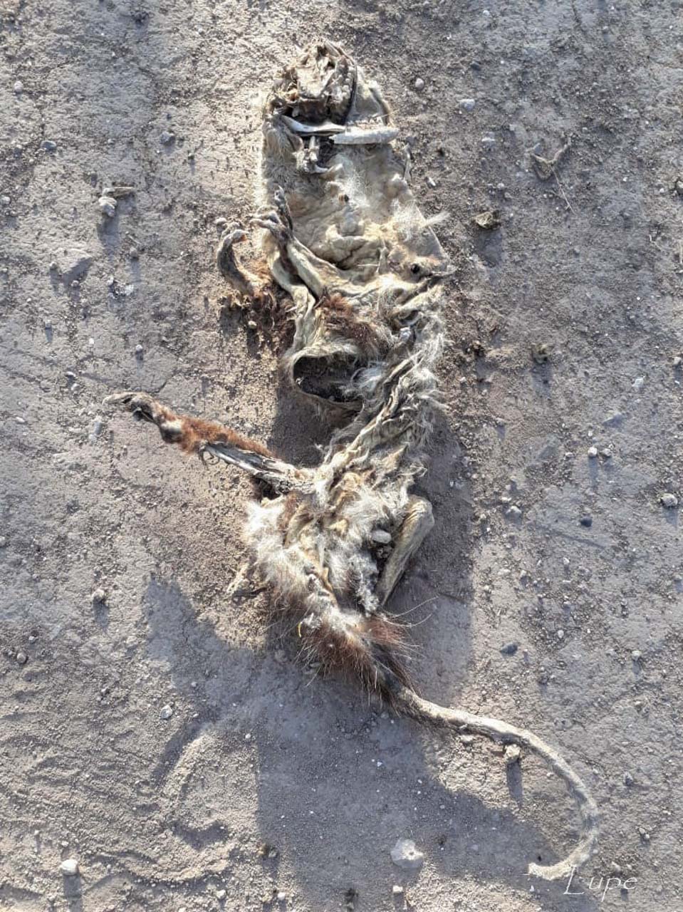 Photo Comadreja Colorada