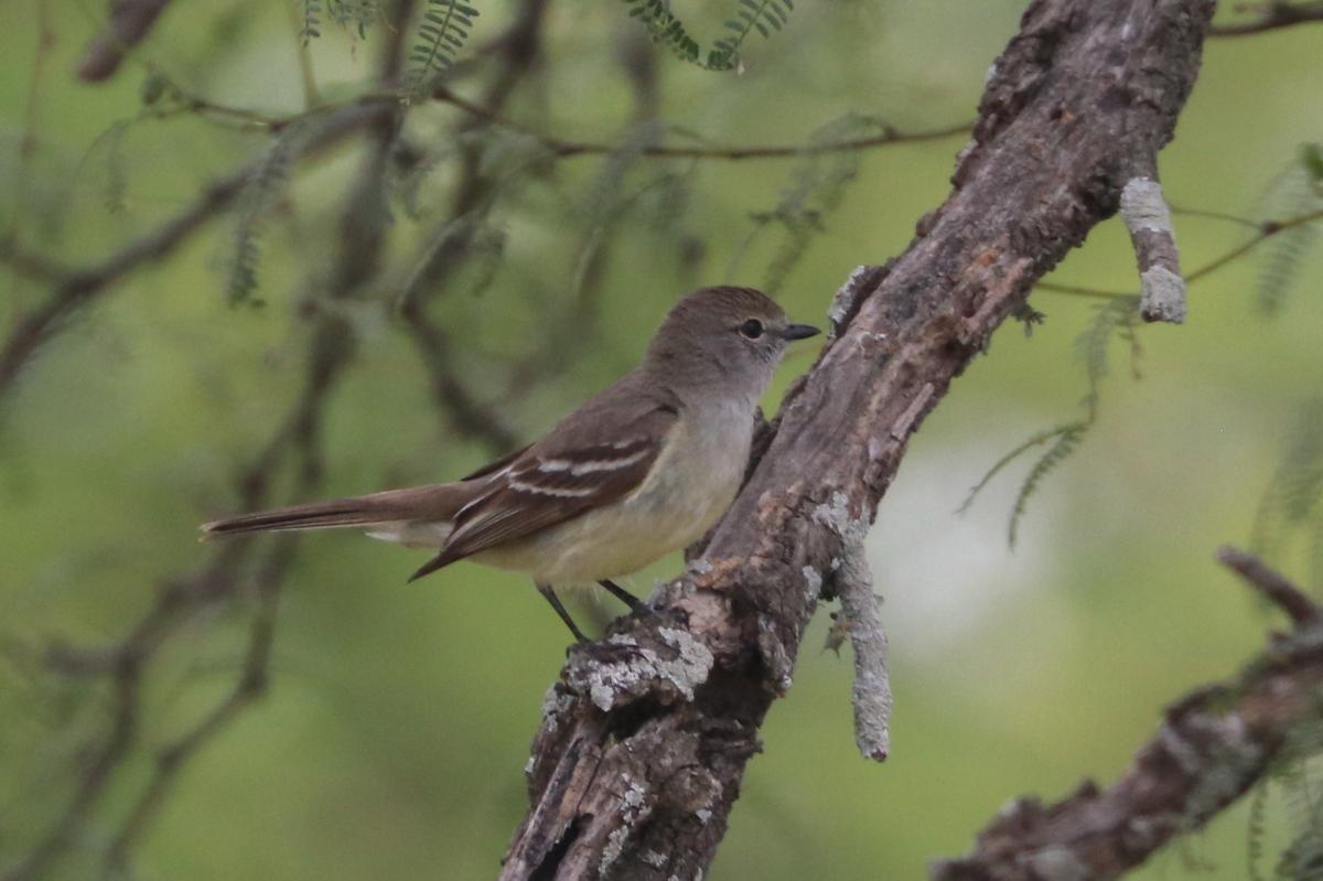 Foto Suirirí Pico Corto