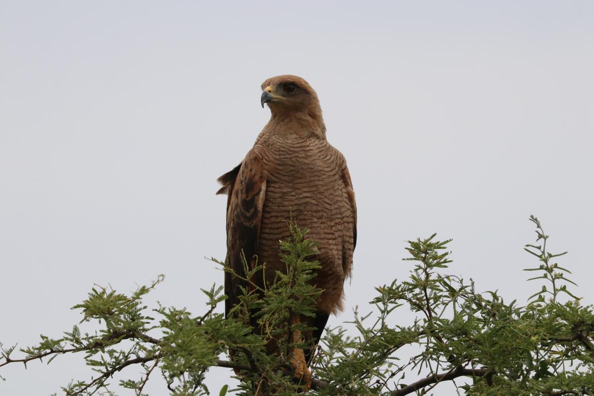Foto Aguilucho Colorado