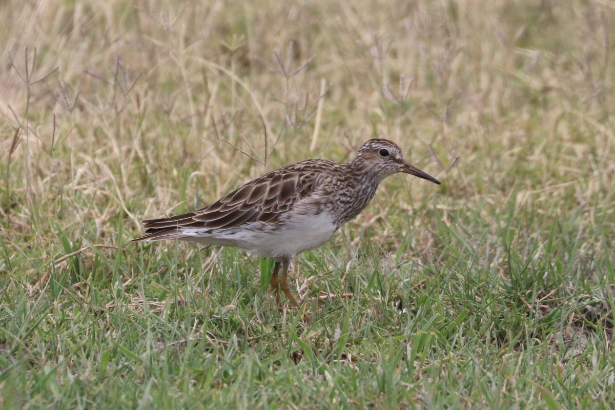 Foto Playerito Pectoral