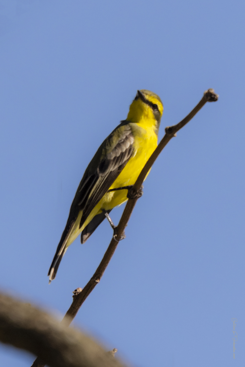 Foto Suirirí Amarillo