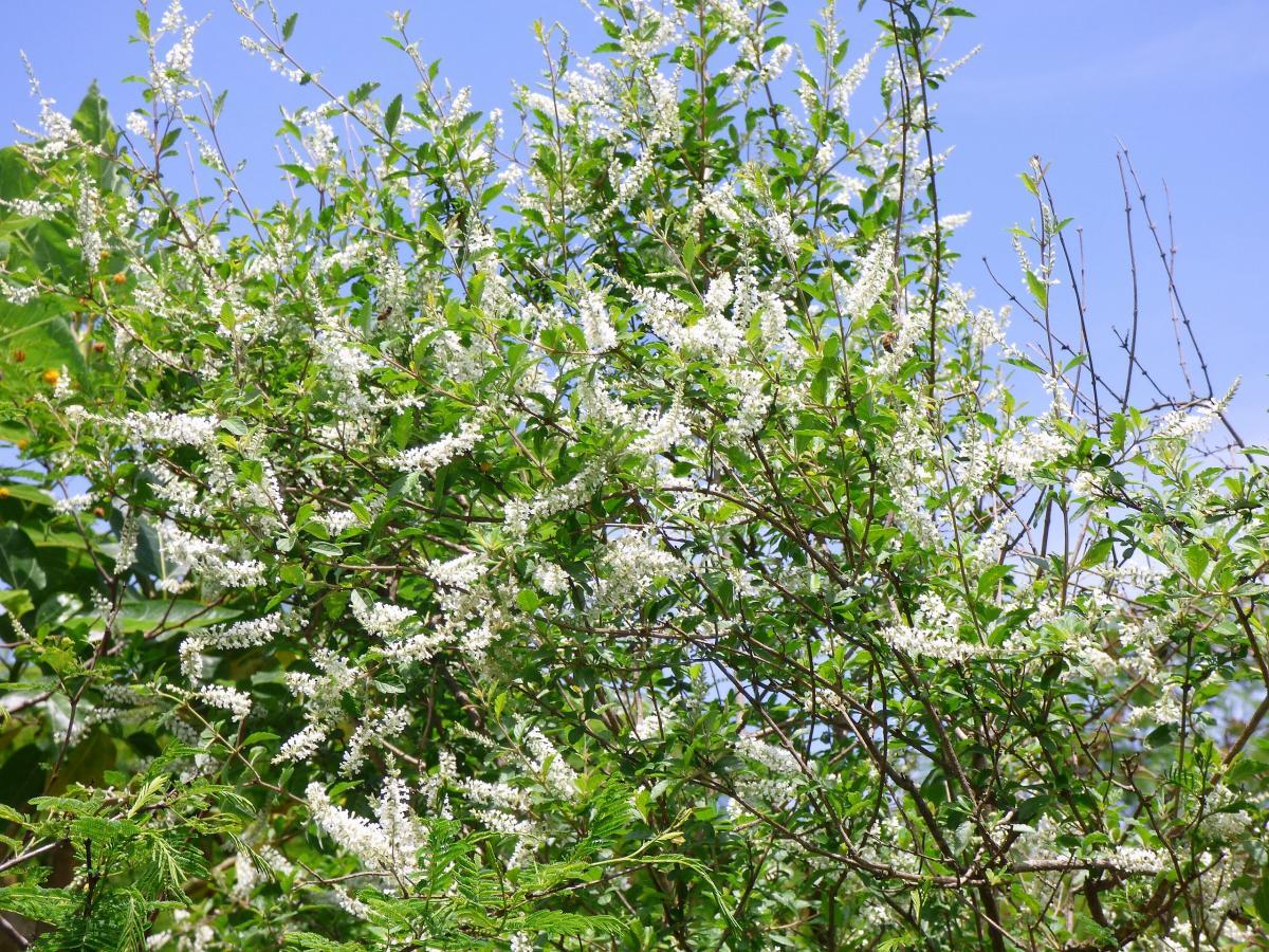 Photo Azahar de Monte