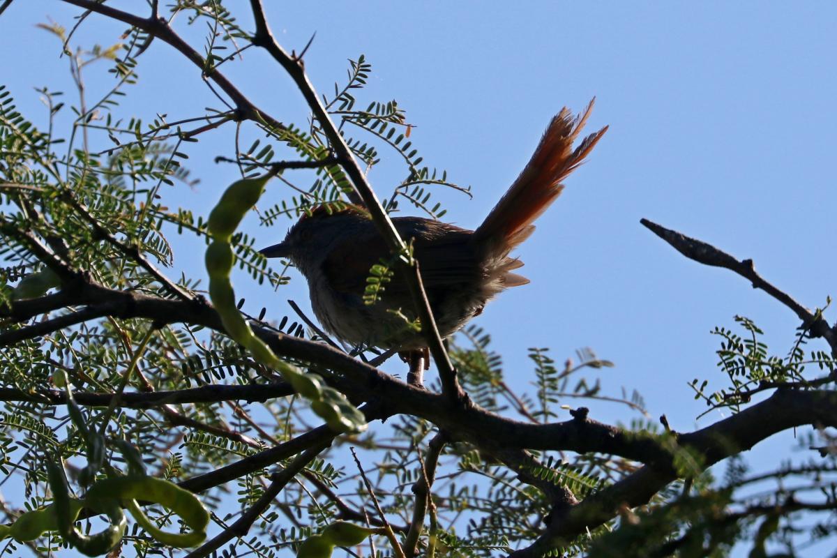 Foto Pijuí Frente Gris