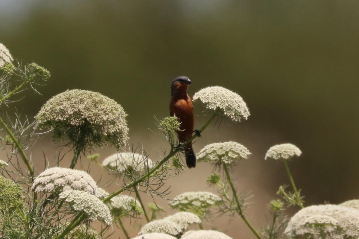 Foto Capuchino Canela