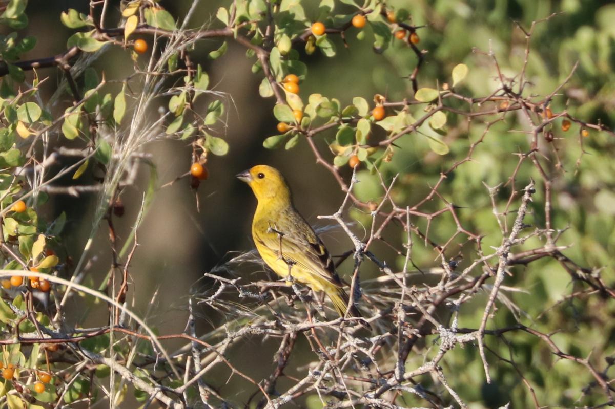 Foto Jilguero Dorado