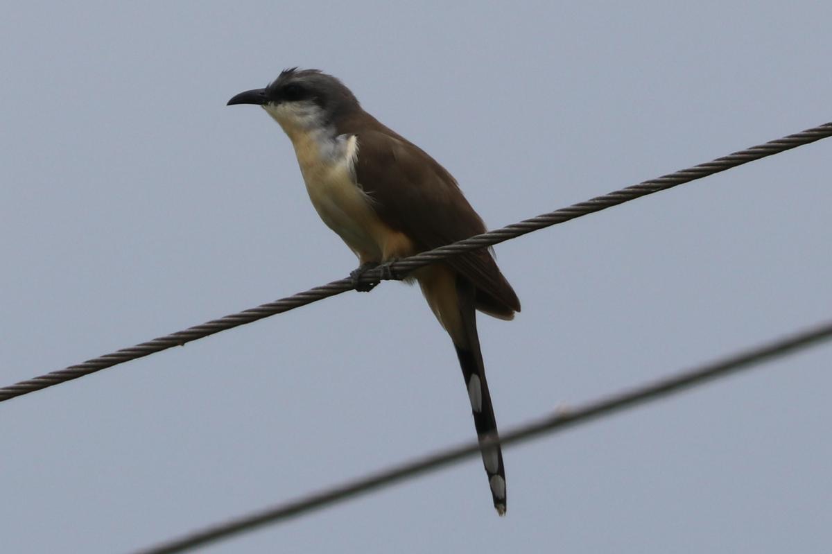 Foto Cuclillo Canela