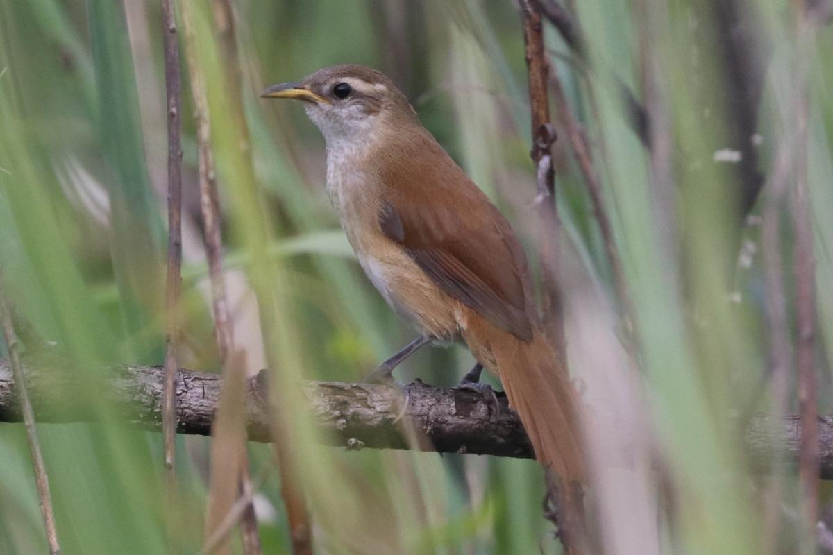 Foto Pajonalera Pico Curvo