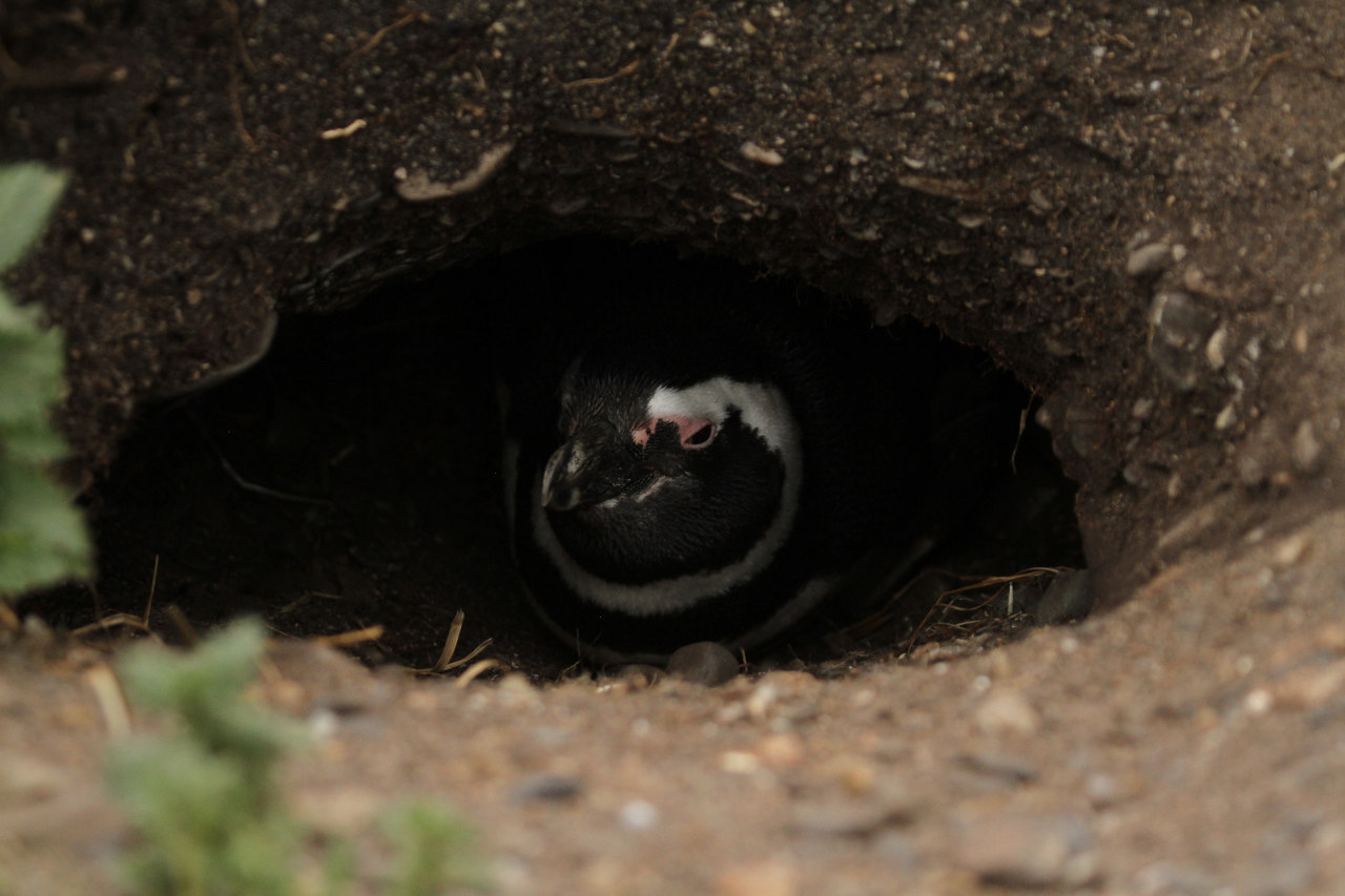 Photo Pingüino Patagónico