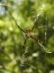 Argiope argentata
