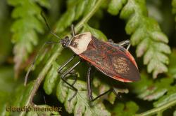  (Laminiceps fenestratus)