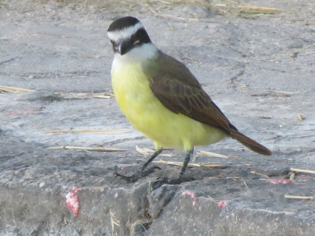 Photo Benteveo Común