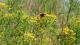Bombus bellicosus