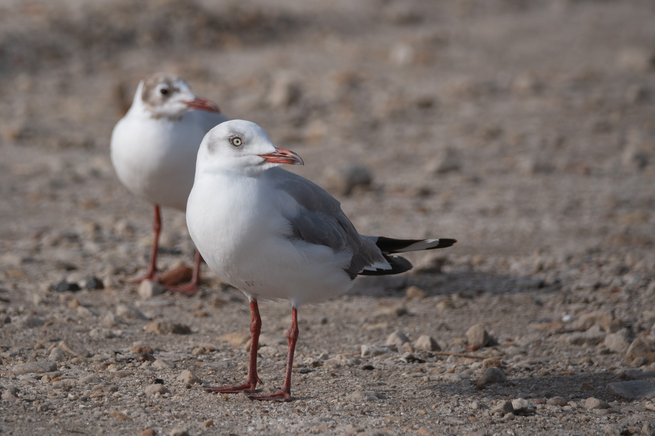 Photo Gaviota Capucho Gris