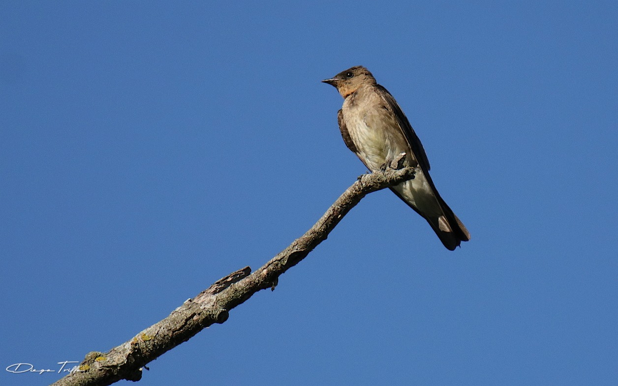 Photo Golondrina Ribereña