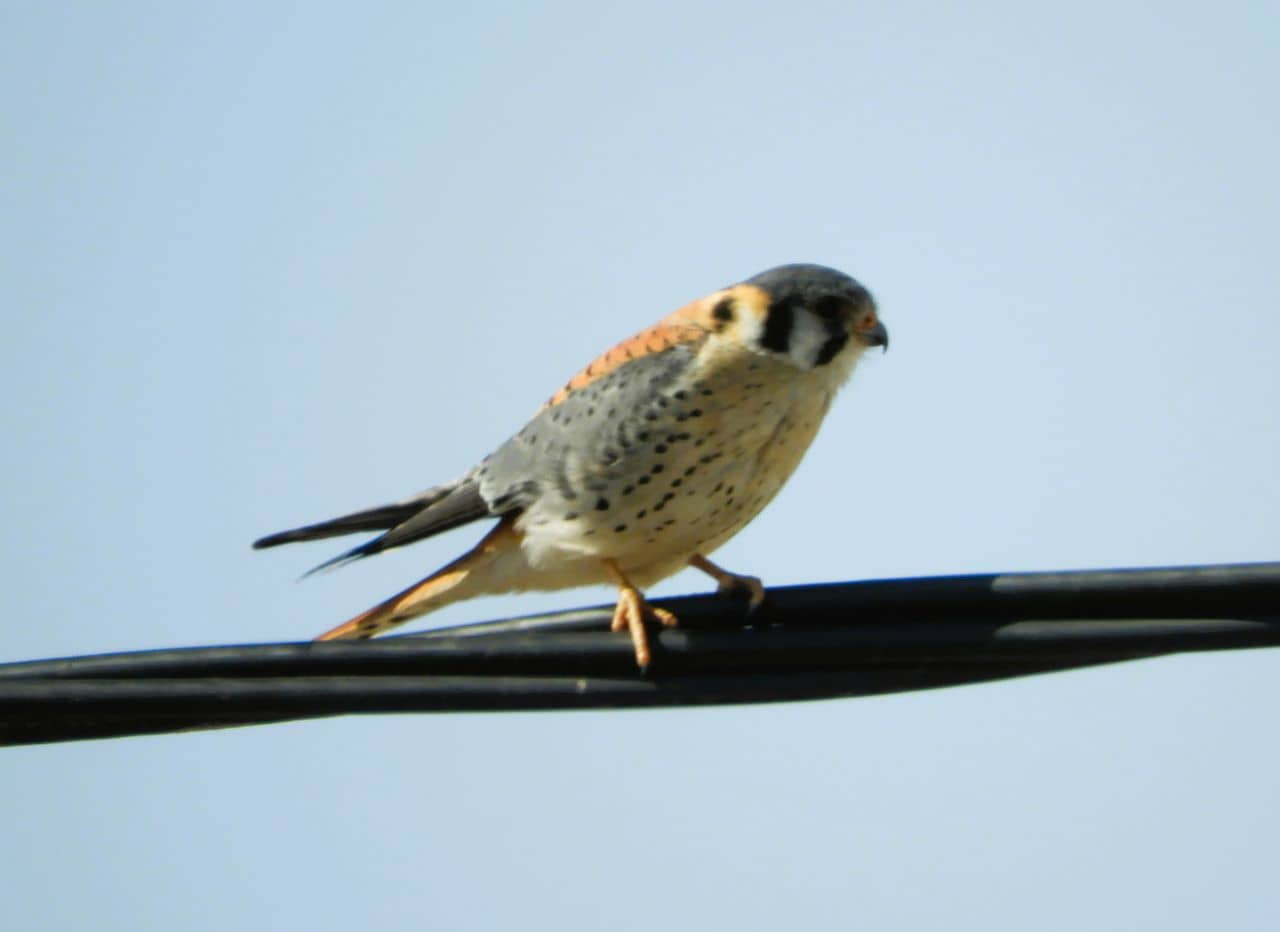 Photo Halconcito Colorado