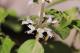 Ocimum basilicum