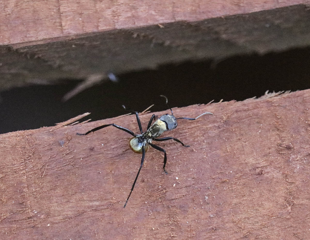 Foto Hormiga Carpintera Bronceada