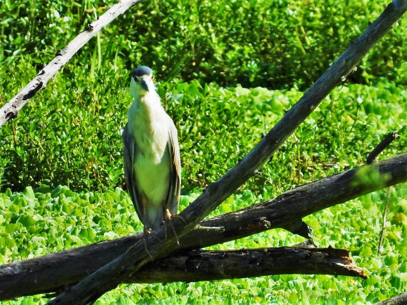 Foto Garza Bruja