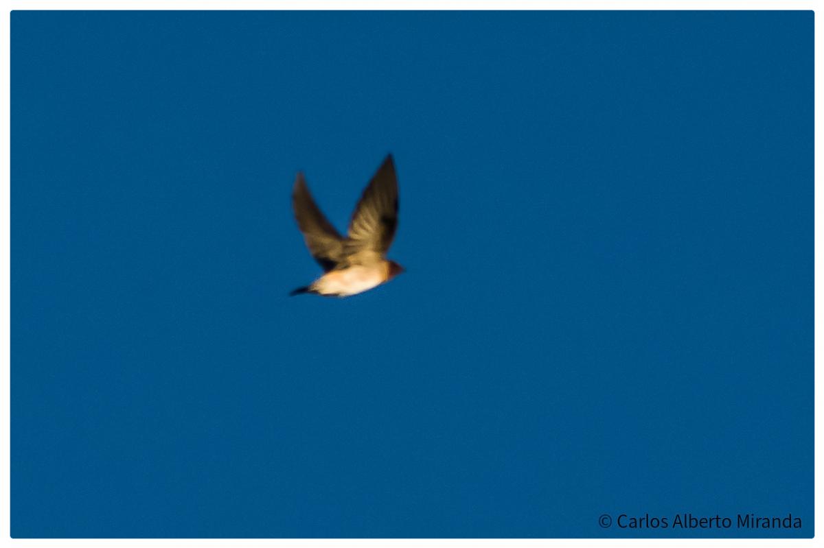 Foto Golondrina Rabadilla Canela