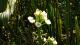 Sagittaria montevidensis