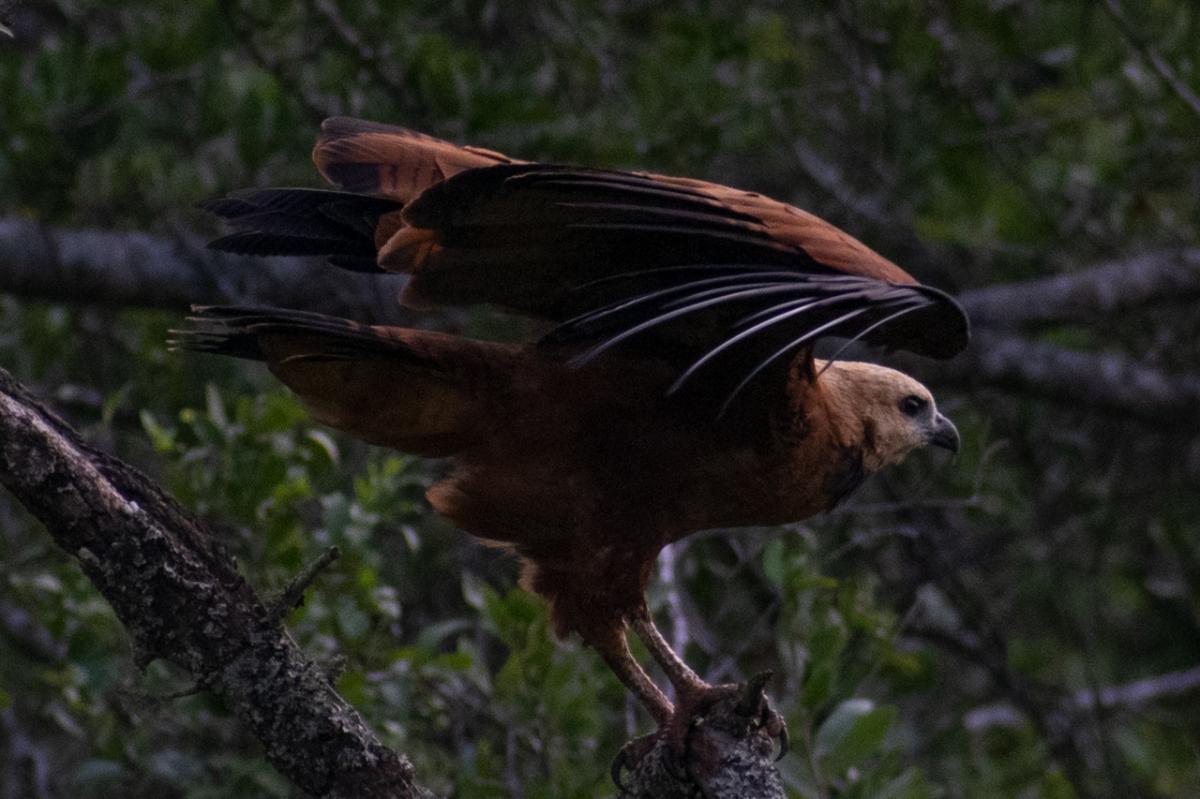 Foto Aguilucho Pampa