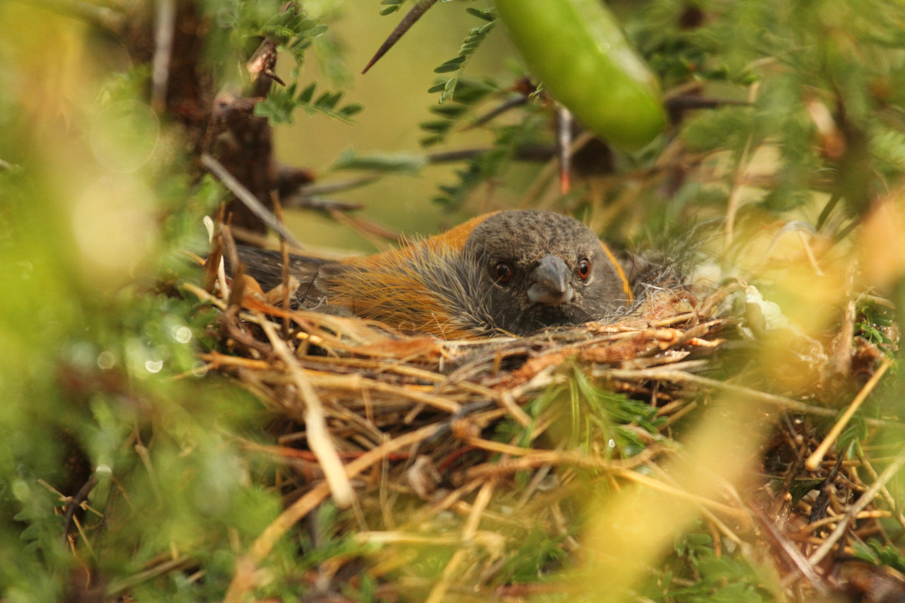 Foto Comesebo Cabeza Negra