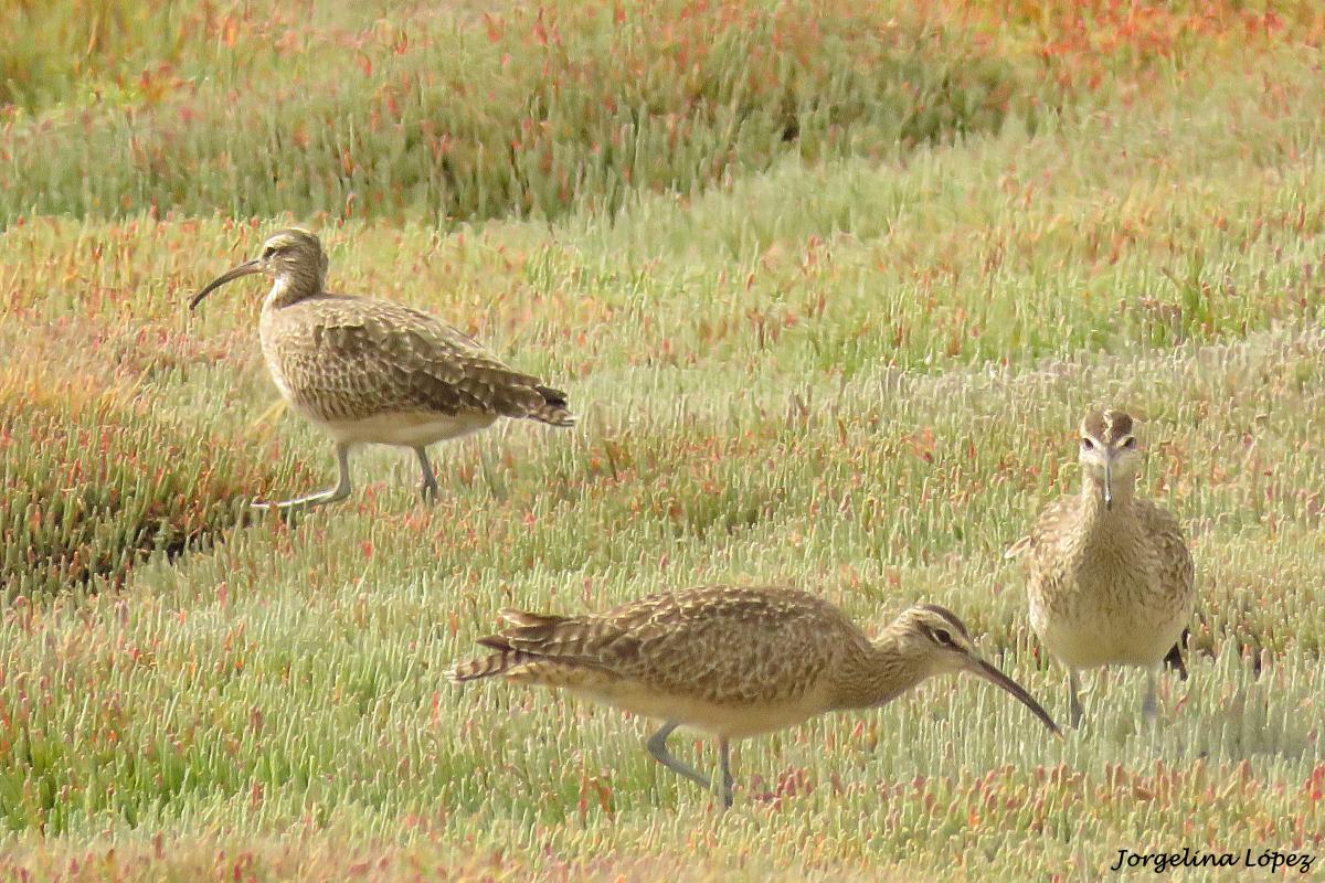 Foto Playero Trinador