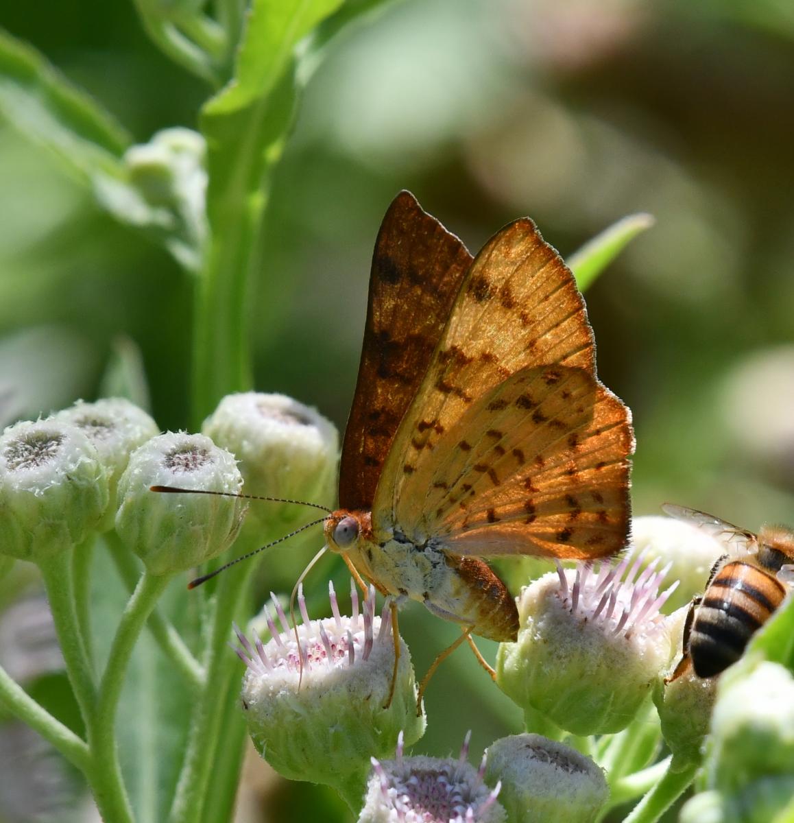 Photo Acróbata Rojiza