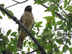 Foto Taguató Común