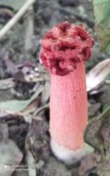 Foto Cuerno Hediondo