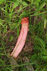 Foto Cuerno Hediondo