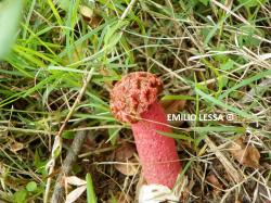 Foto Cuerno Hediondo