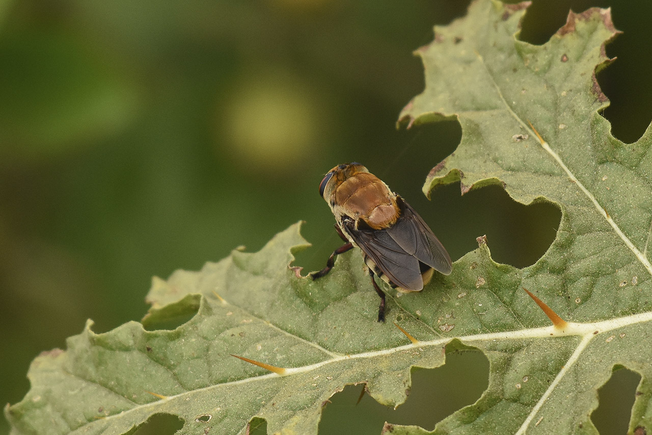 Foto Mosca Parásita