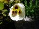 Sagittaria montevidensis