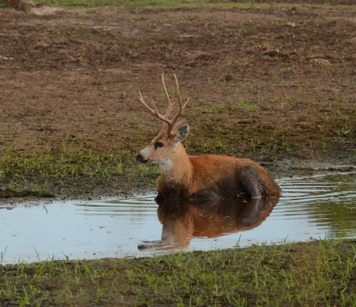 Foto Ciervo de los Pantanos