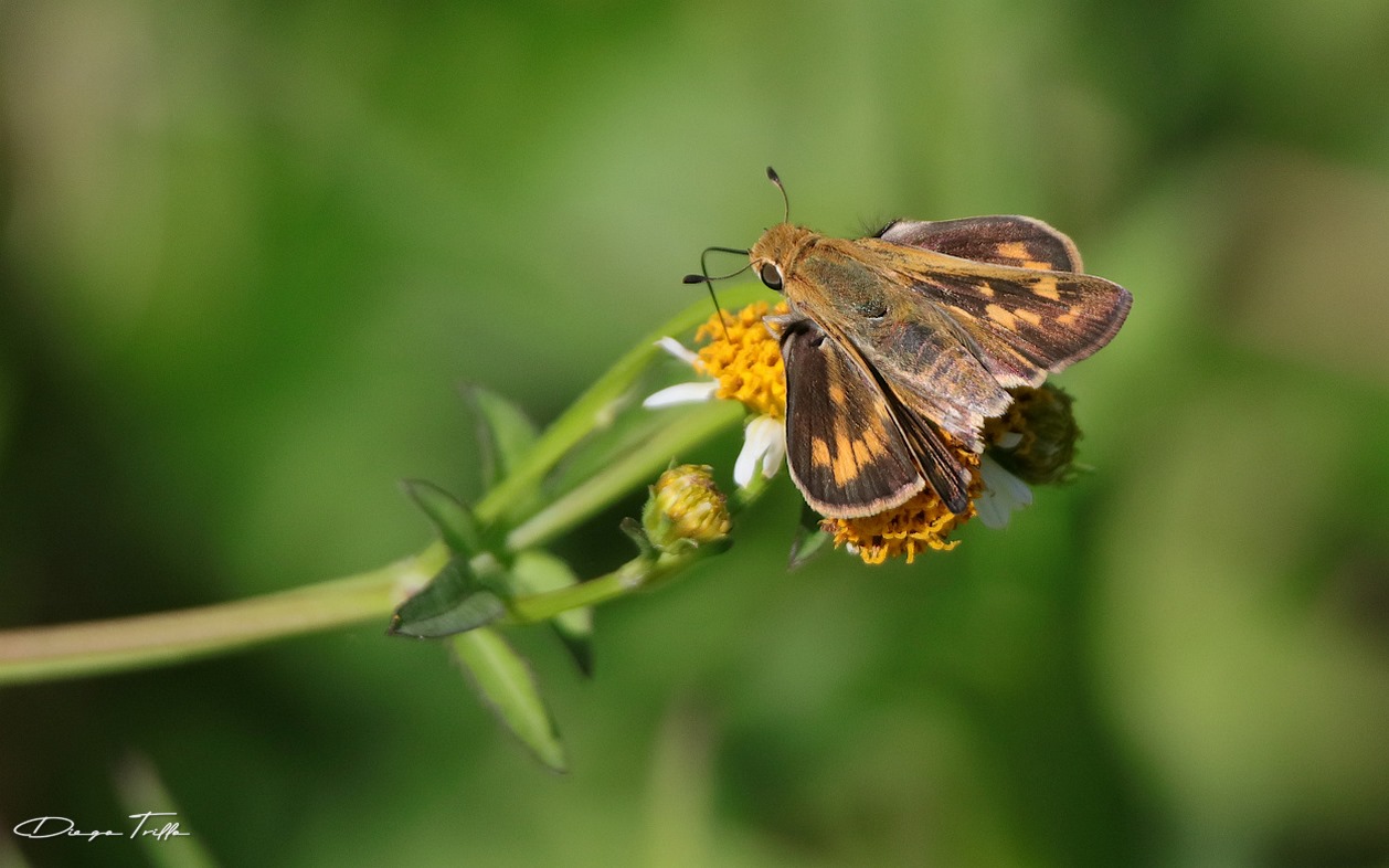 Foto Saltarina Amarilla