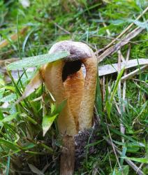 Foto Cuerno Apestoso