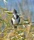Chloroceryle amazona