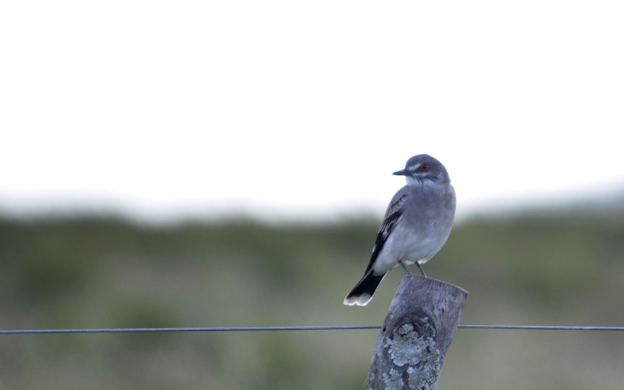 Photo Monjita Gris