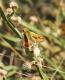 Hylephila phyleus