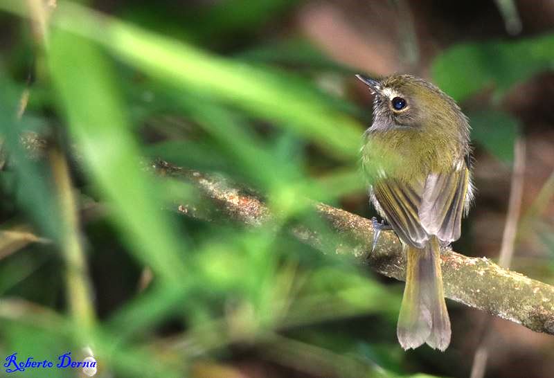 Foto Mosqueta de Anteojos