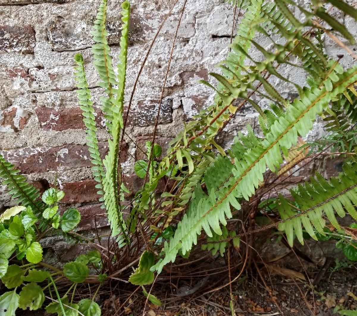 Foto Helecho Serrucho