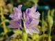 Pontederia crassipes