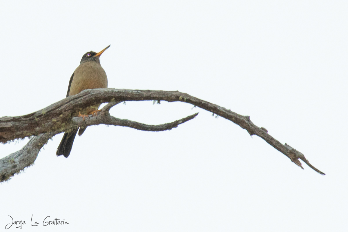 Zorzal Patagónico (Turdus falcklandii)