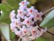 Hoya carnosa