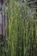 Equisetum hyemale